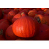 PUMPKIN - RED KURI