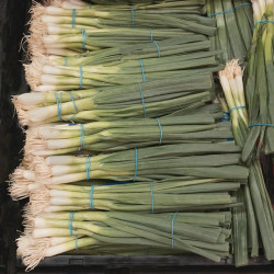 ONION - WHITE LISBON spring onion