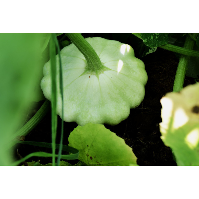 SQUASH - BENNINGS GREEN TINT