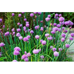 CHIVES - ONION LEAF