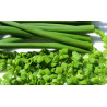 CHIVES - ONION LEAF