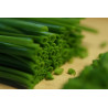 CHIVES - ONION LEAF