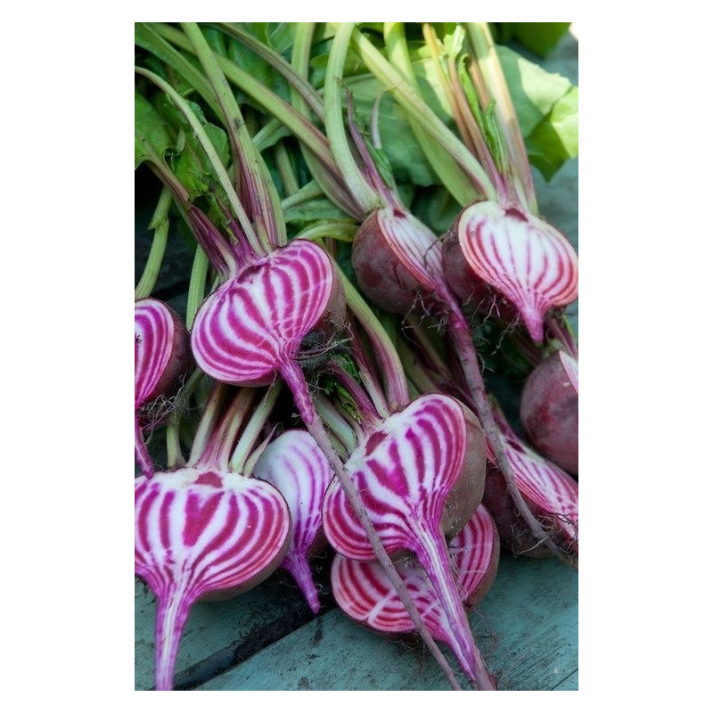 BEETROOT - CHIOGGIA