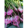 BEETROOT - CHIOGGIA