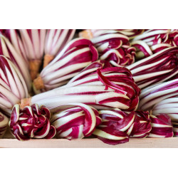 CHICORY - TRAVISIO RED