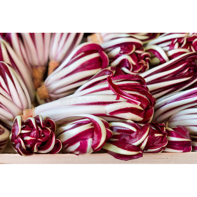 CHICORY - TRAVISIO RED