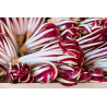 CHICORY - TRAVISIO RED