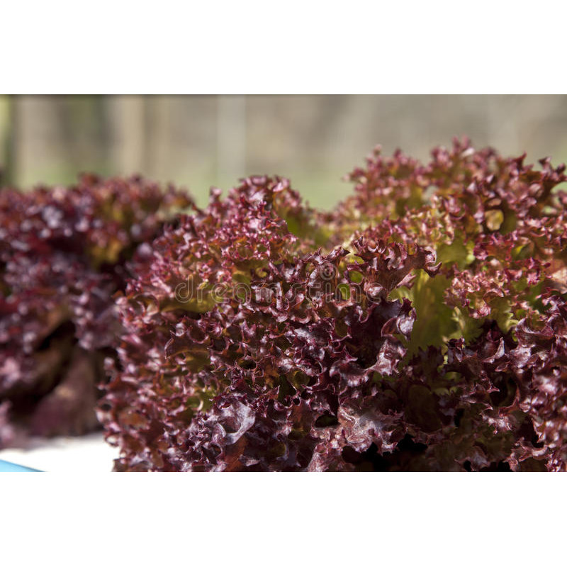 LETTUCE - SELWAY RED - Looseleaf type