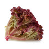 LETTUCE - SELWAY RED - Looseleaf type