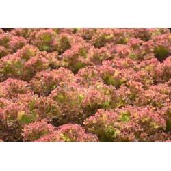 LETTUCE - SELWAY RED - Looseleaf type