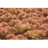 LETTUCE - SELWAY RED - Looseleaf type