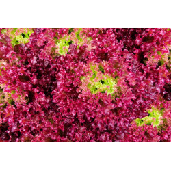 LETTUCE - RED CORAL - Looseleaf type