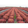 LETTUCE - RED CORAL - Looseleaf type