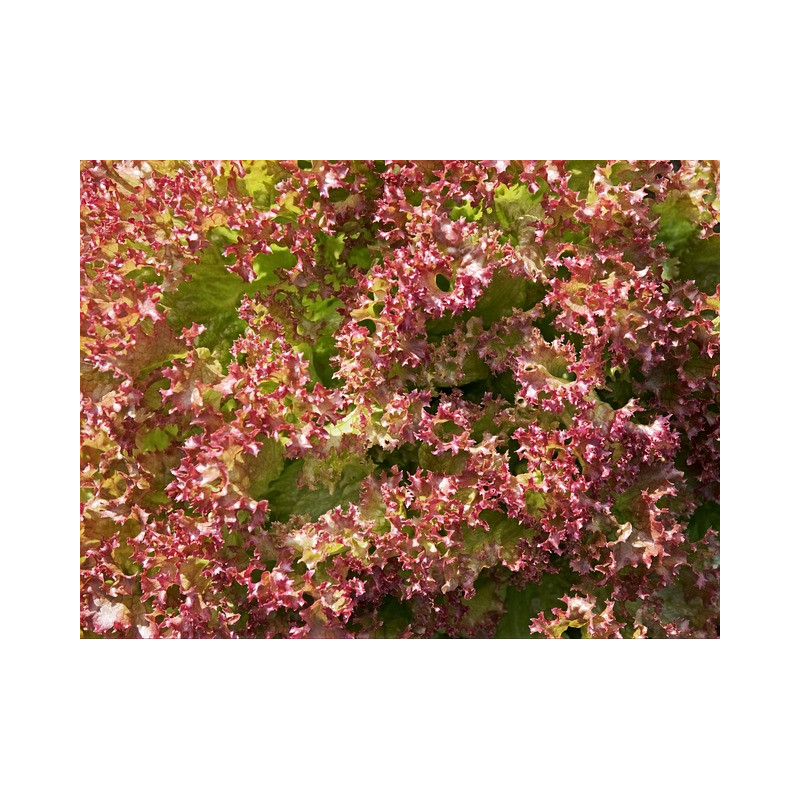 LETTUCE - RED CORAL - Looseleaf type