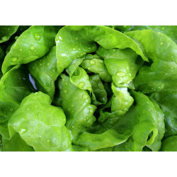 LETTUCE - MIGNONETTE GREEN...