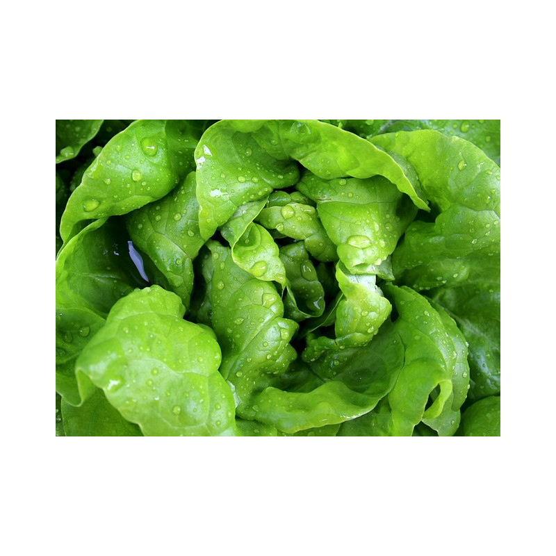 LETTUCE - MIGNONETTE GREEN - Butterhead type