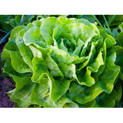 LETTUCE - MIGNONETTE GREEN - Butterhead type