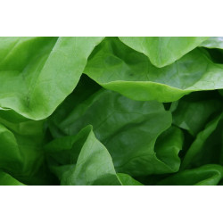 LETTUCE - MIGNONETTE GREEN - Butterhead type