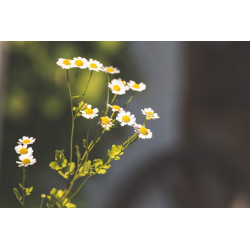 FEVERFEW