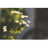 FEVERFEW