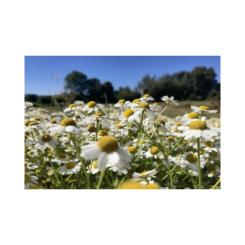 FEVERFEW