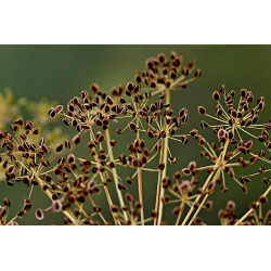 DILL - BOUQUET