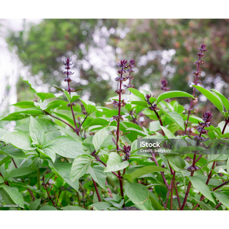 Basil - Thai