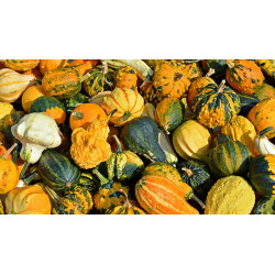 GOURD - SMALL WARTY MIX