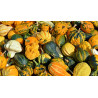 GOURD - SMALL WARTY MIX