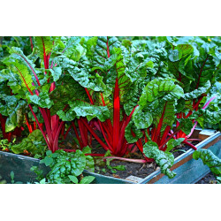 SILVERBEET - RUBY RED