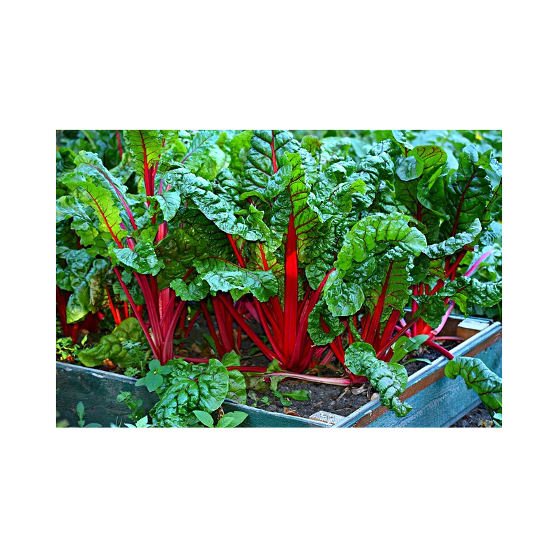 SILVERBEET - RUBY RED