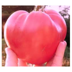 TOMATO - OXHEART PINK, vine