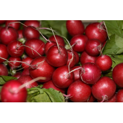 RADISH - CHERRY BELLE