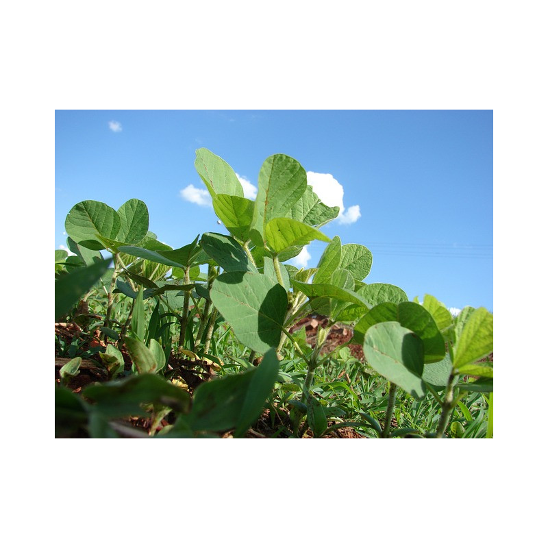 BEAN, EDAMAME - bush soybean - ORGANIC