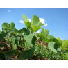 BEAN, EDAMAME - bush soybean - ORGANIC