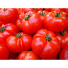 TOMATO- ROUGE de MARMANDE, vine