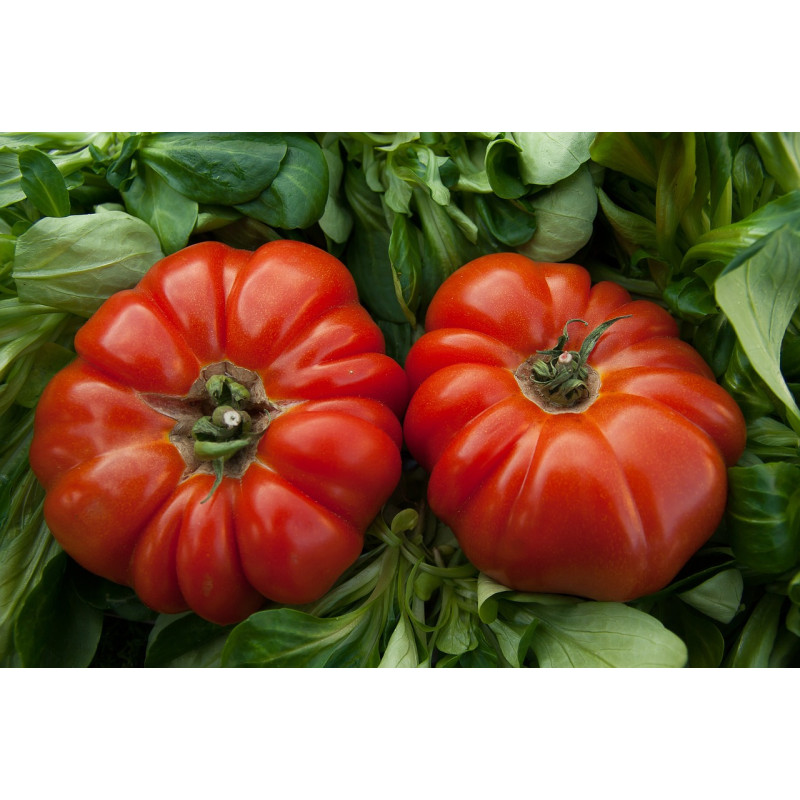 TOMATO- ROUGE de MARMANDE, vine