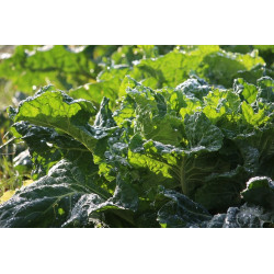 COLLARDS - GEORGIA SOUTHERN