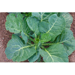 COLLARDS - GEORGIA SOUTHERN