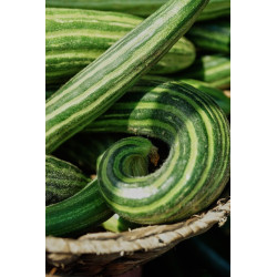 CUCUMBER - ARMENIAN