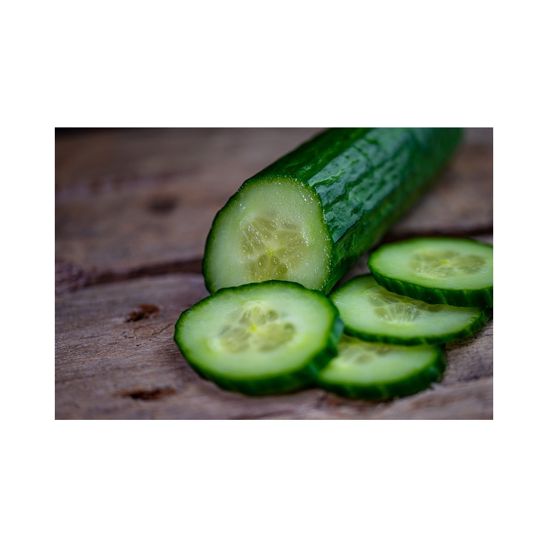 CUCUMBER - POINSETT