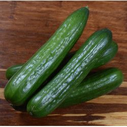 CUCUMBER - POINSETT