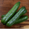 CUCUMBER - POINSETT