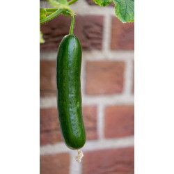 CUCUMBER - POINSETT