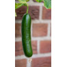 CUCUMBER - POINSETT