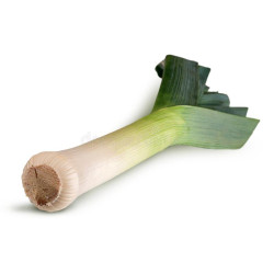 LEEK - BULGARIAN GIANT