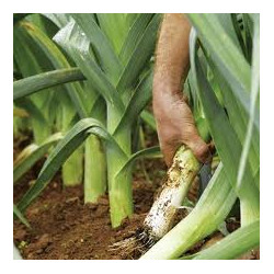 LEEK - BULGARIAN GIANT