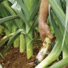 LEEK - BULGARIAN GIANT