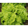 LETTUCE - AUSTRALIAN YELLOW, looseleaf type