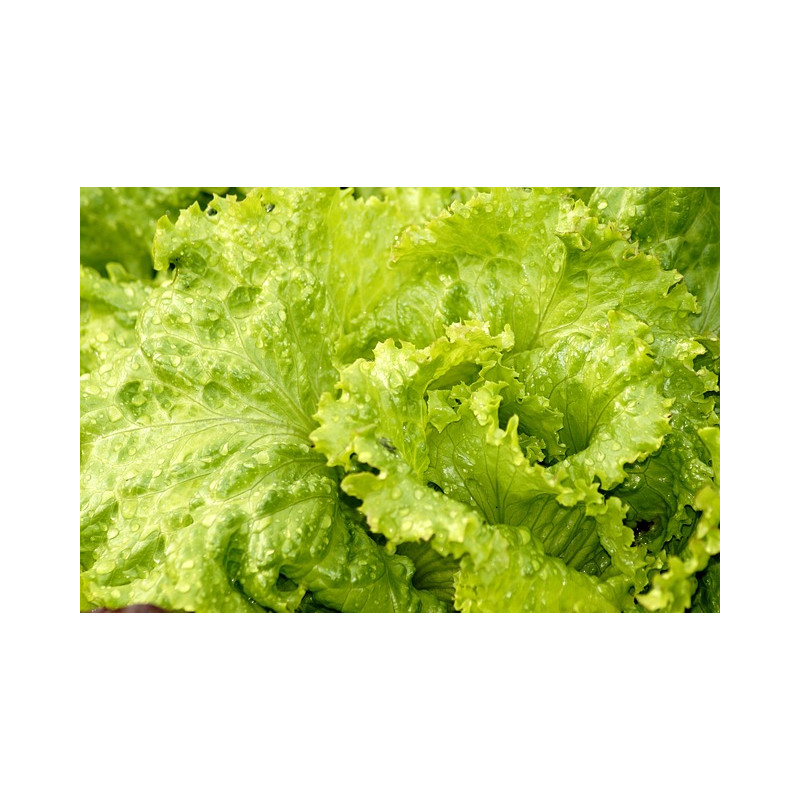 LETTUCE - AUSTRALIAN YELLOW, looseleaf type